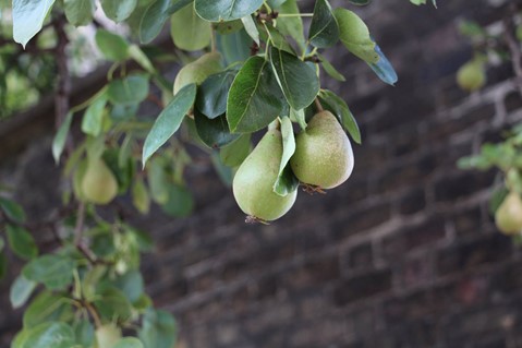 Pear Tree at The Hub