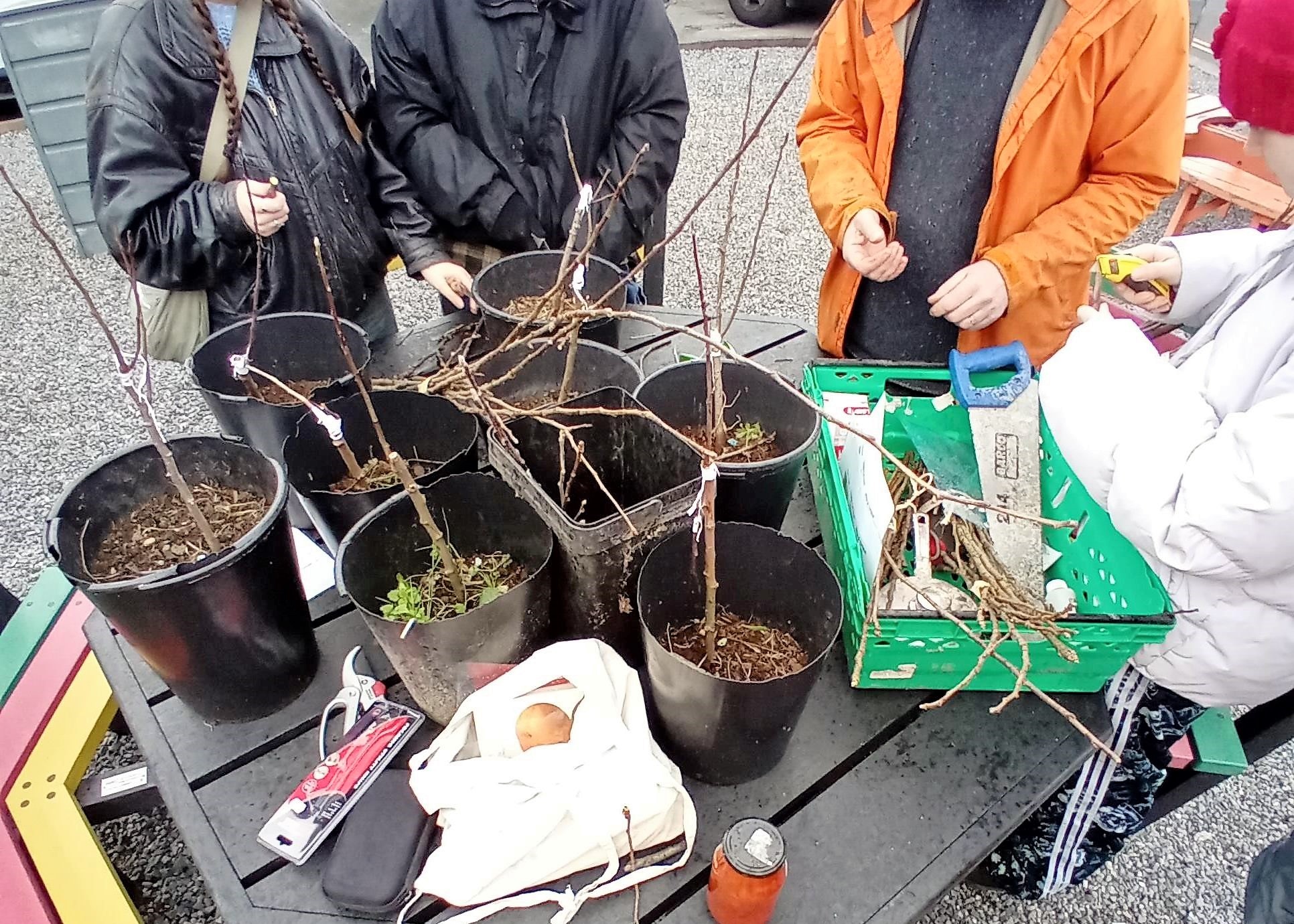A group of students wearing rain jackets stand around a table which holds black plastic plant pots, each holding a cutting or the pear tree. Other tools such as a blue handled saw are laid on the table and used for grafting.