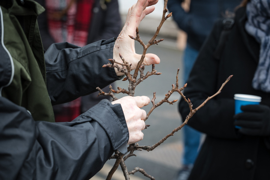 A hand holds a scion of the pear tree. It is a young twig and will be used as part of the grafting process.