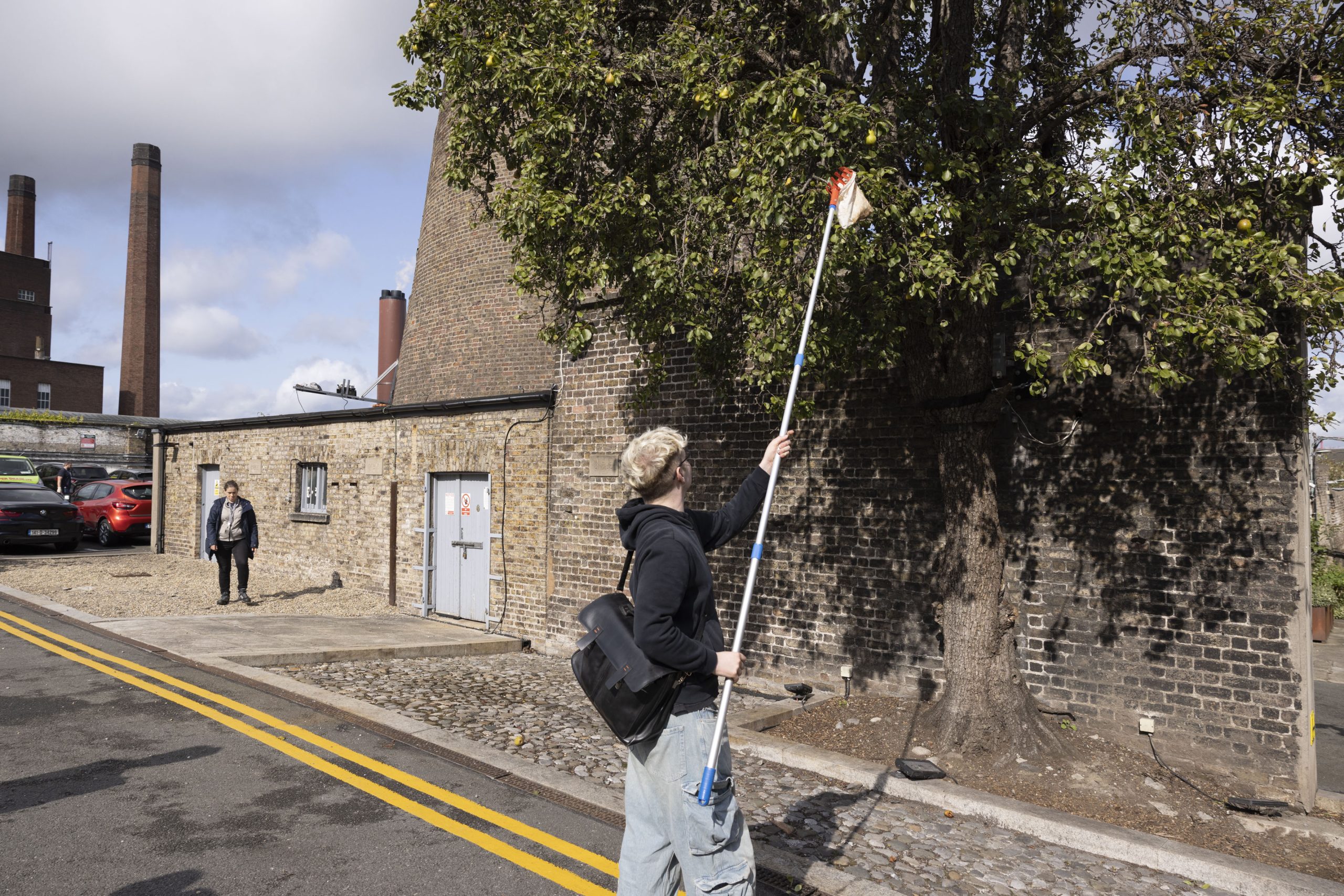 A person holds an extendable pole which he reaches up into a tree in an effort to pick a pear.